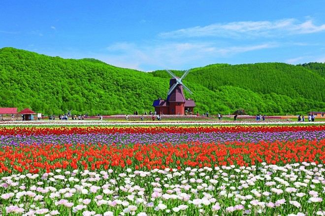 上湧別鬱金香花園