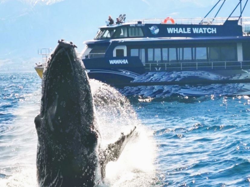 觀鯨之旅
