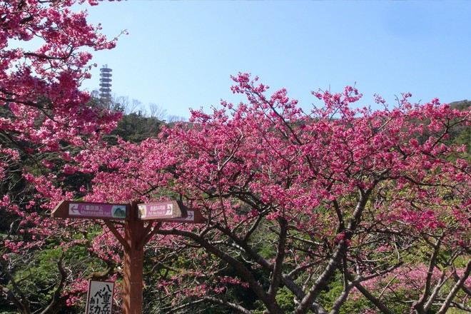 八重岳櫻