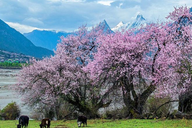 雅魯藏布江邊桃花