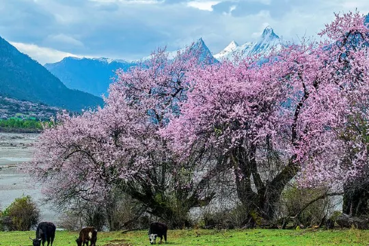 雅魯藏布江邊桃花