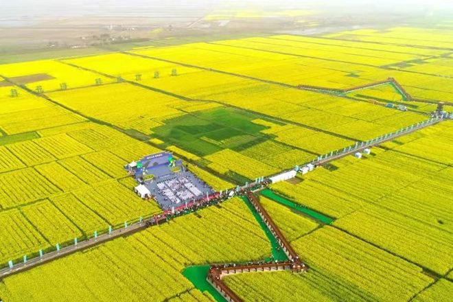 十美堂油菜花海