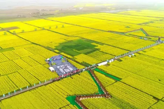 十美堂油菜花海