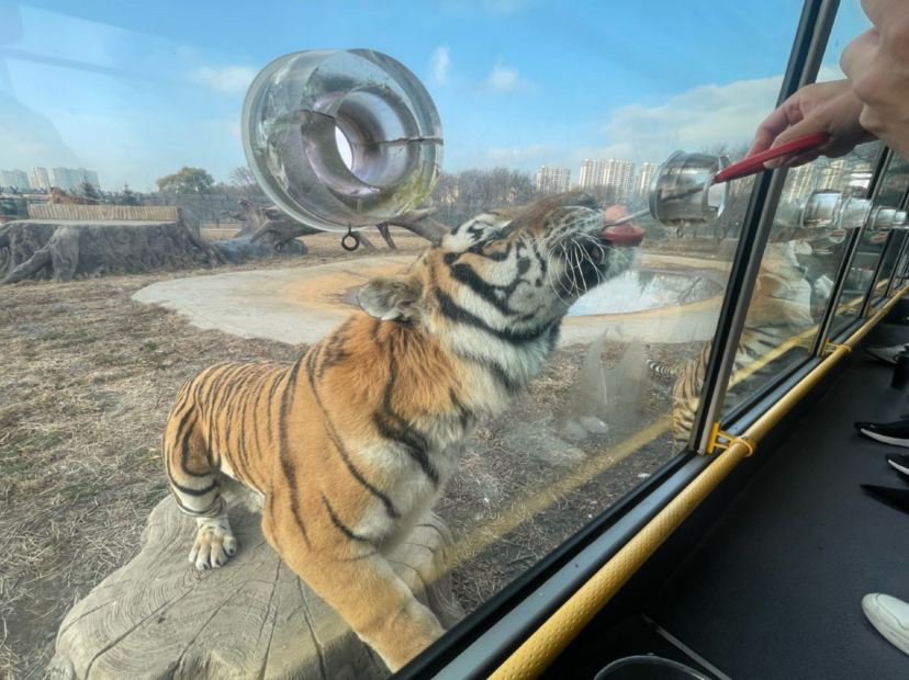 東北虎林園親手餵東北虎