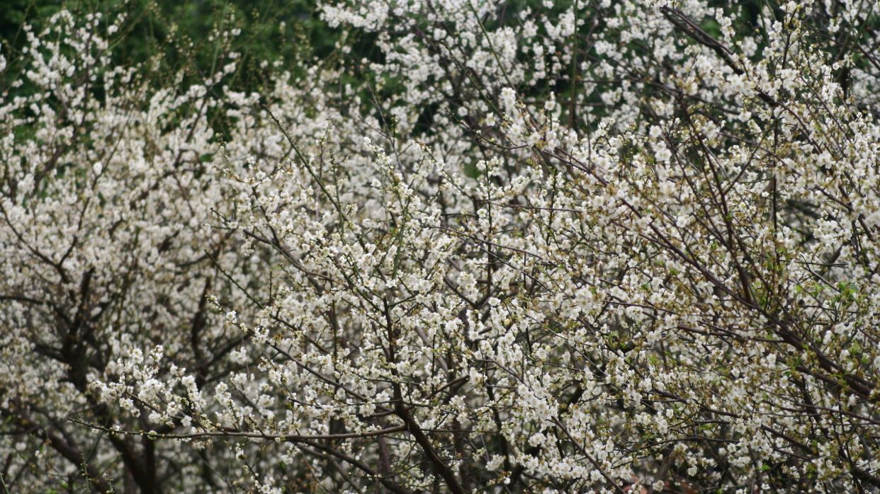 流溪河國家森林公園