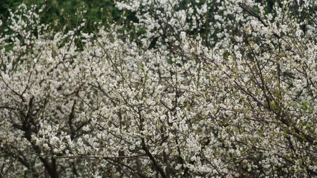 流溪河國家森林公園