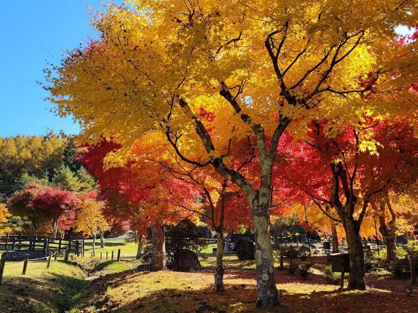 山中湖花之都公園~清流之里