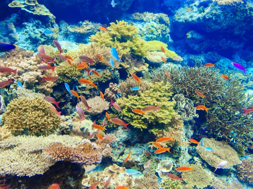 海洋博公園~沖繩美麗海水族館