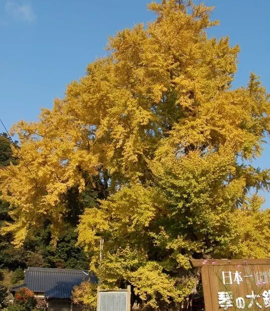 琴之大銀杏