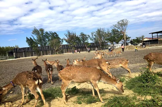 鹿境生態梅花鹿園
