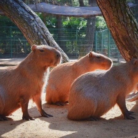 九州の夏 6天賞花溫泉之旅 九州自然動物公園非洲 Safari體驗、「日本三大名城」熊本城、由布院溫泉街、久住花公園、稻佐山展望台(乘玻璃列車)、海之中道海濱公園