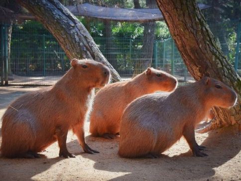 九州の夏 6天賞花溫泉之旅 九州自然動物公園非洲 Safari體驗、「日本三大名城」熊本城、由布院溫泉街、久住花公園、稻佐山展望台(乘玻璃列車)、海之中道海濱公園