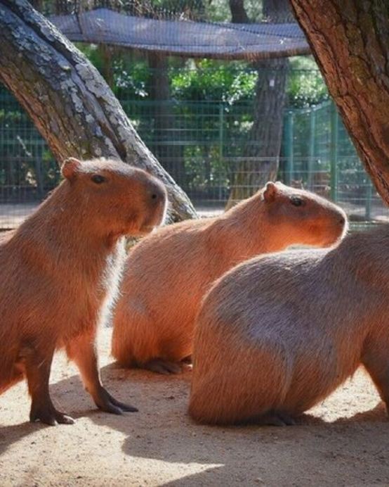 九州の夏 6天賞花溫泉之旅 九州自然動物公園非洲 Safari體驗、「日本三大名城」熊本城、由布院溫泉街、久住花公園、稻佐山展望台(乘玻璃列車)、海之中道海濱公園