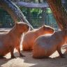 九州の夏 6天賞花溫泉之旅 九州自然動物公園非洲 Safari體驗、「日本三大名城」熊本城、由布院溫泉街、久住花公園、稻佐山展望台(乘玻璃列車)、海之中道海濱公園