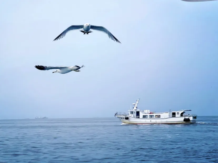 餵海鷗