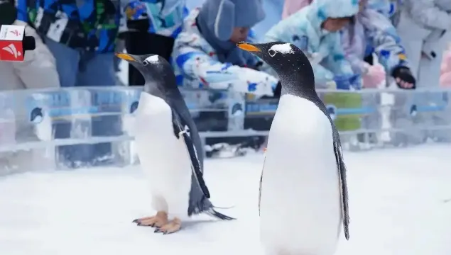 正佳企鵝冰雪世界