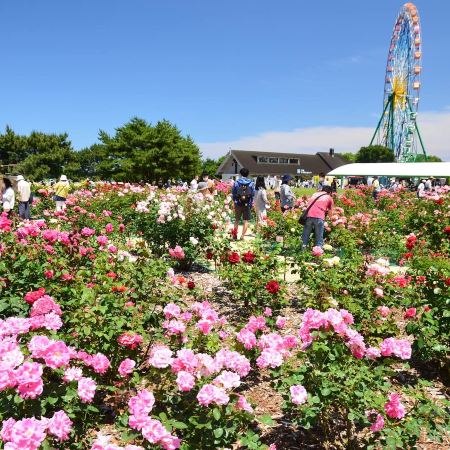 東京、茨城、輕井澤7天花見巡禮之旅  3晚溫泉酒店、日立海濱公園浪漫花海、足利花卉公園花の物語、濱離宮恩賜庭園、「南阿爾卑斯山」昇仙峽、「世界三大高佛像」牛久大佛