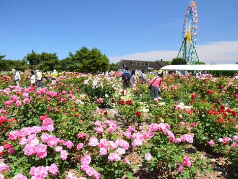 東京、茨城、輕井澤7天花見巡禮之旅  3晚溫泉酒店、日立海濱公園浪漫花海、足利花卉公園花の物語、濱離宮恩賜庭園、「南阿爾卑斯山」昇仙峽、「世界三大高佛像」牛久大佛