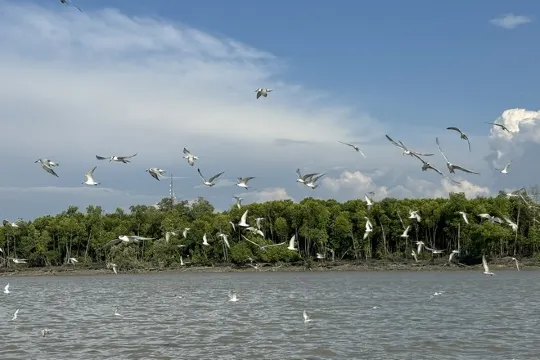 瓜拉雪蘭莪（乘船欣賞餵飼老鷹)
