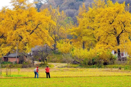 隨州千年銀杏谷