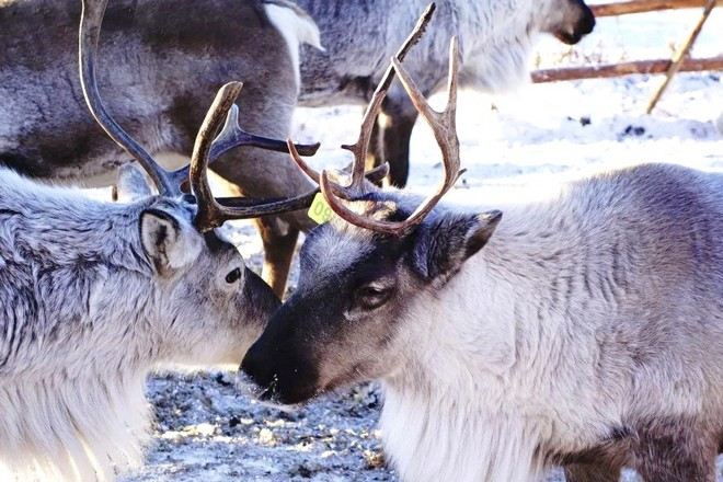 敖魯古雅使鹿部落