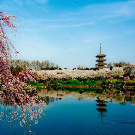 花見湖北(武漢、荊門、荊州、枝江)6天純玩高鐵團 東湖櫻花園(白天入園+賞夜櫻點燈)、沙洋油菜花海、荊州古城畫舫賞櫻、枝江同心花海、沙湖公園、淺山森林美術公園、古德寺、湖北省博物館