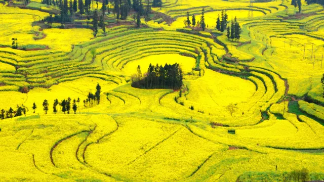 羅平金雞峰油菜花海