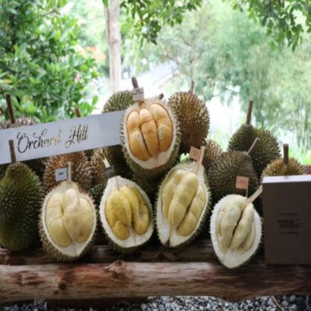 4鑽:吉隆坡+雪蘭莪+馬六甲 悠閒純玩5天團【人氣榴槤果園~Orchard Hill、瓜拉雪蘭莪 (乘船夜觀螢火蟲)、The LINC KL、Lalaport BBCC、Book Xcess、鬼仔巷】