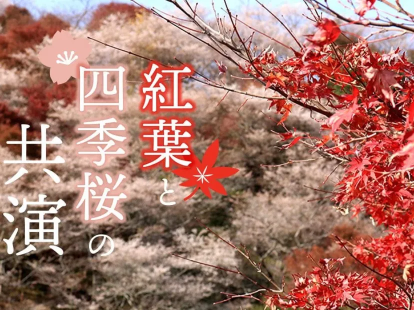 小原四季櫻