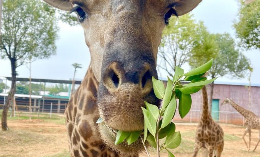 平南雄森動物大世界