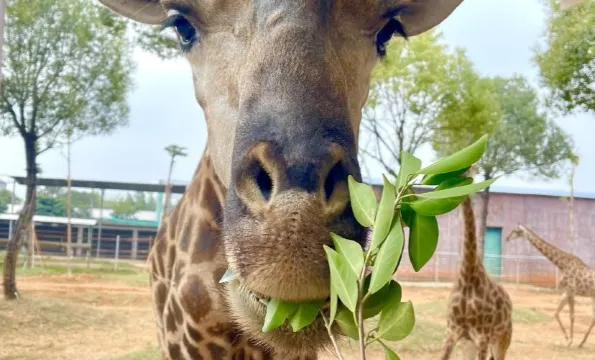 平南雄森動物大世界