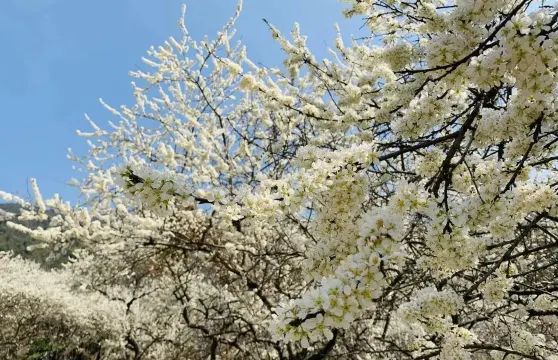 千亩梨花谷~水浪花谷