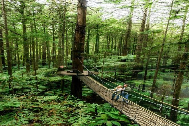 紅木樹林空中健步行