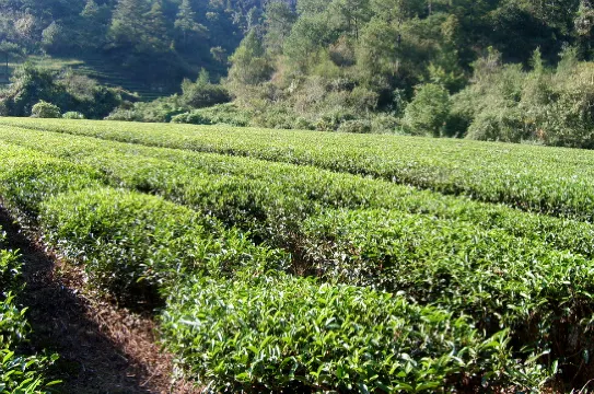 大紅袍茶園