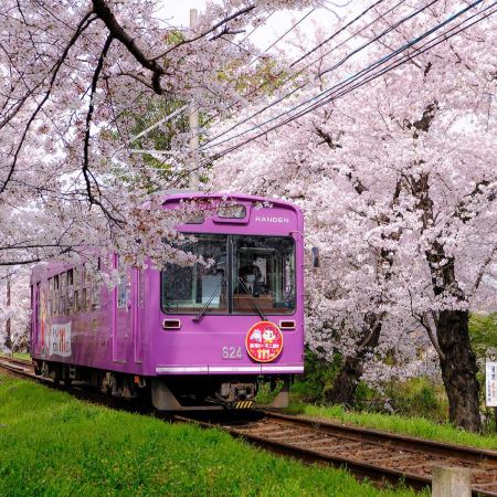 京阪神 春日花見6天寫意之旅 *週末大激賞每位勁減-$800 推廣碼【WE459】 美山町~茅屋之里、「世界文化遺產」平等院(賞櫻及紫籐花)、嵐山風景區~渡月橋/嵐電櫻花列車、「賞櫻名所百選」紀三井寺