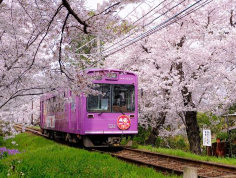 京阪神 春日花見6天寫意之旅~  美山町~茅屋之里、「世界文化遺產」平等院(賞櫻及紫籐花)、嵐山風景區~渡月橋/嵐電櫻花列車、「賞櫻名所百選」紀三井寺、和歌山電鐵貓站長車站~乘特色觀光列車