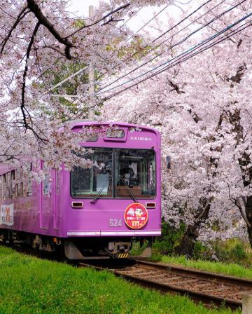 京阪神 春日花見6天寫意之旅~  美山町~茅屋之里、「世界文化遺產」平等院(賞櫻及紫籐花)、嵐山風景區~渡月橋/嵐電櫻花列車、「賞櫻名所百選」紀三井寺、和歌山電鐵貓站長車站~乘特色觀光列車