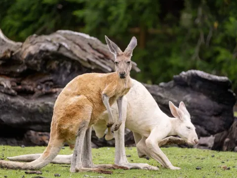卡弗沙姆野生動物園