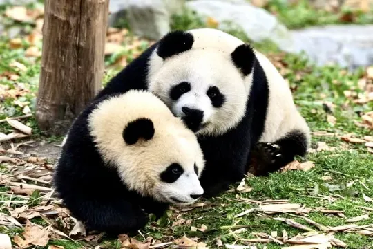 成都大熊貓繁育研究基地