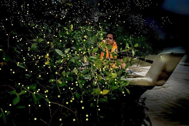 螢火蟲夢幻之旅