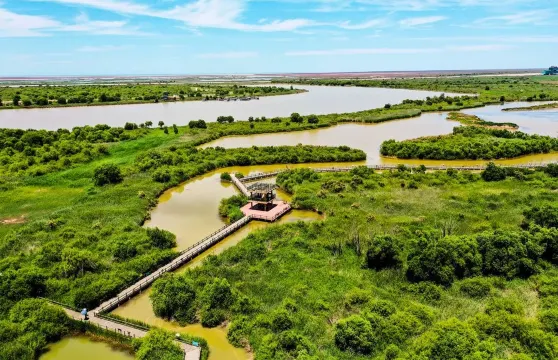 黃河口生態旅游區