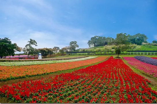 大溪花海農場