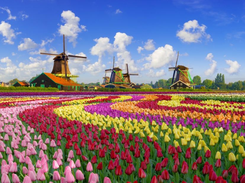 庫肯霍夫公園 鬱金香花卉展