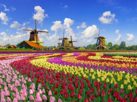 庫肯霍夫公園 鬱金香花卉展