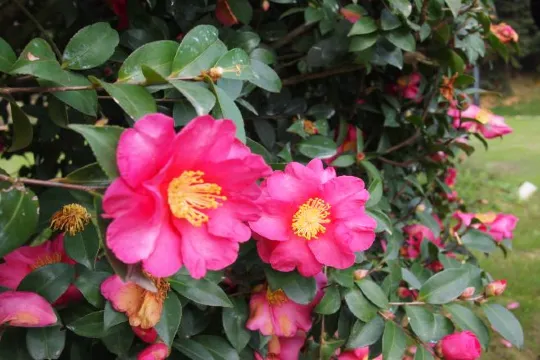 金殿景區~山茶花