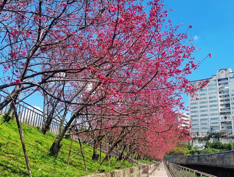 內湖樂活公園增遊賞櫻花 
 (1月30日至2月28日)預計花期僅供參考(註17)
