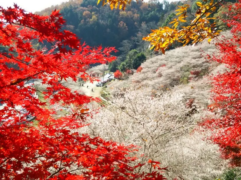 小原四季櫻