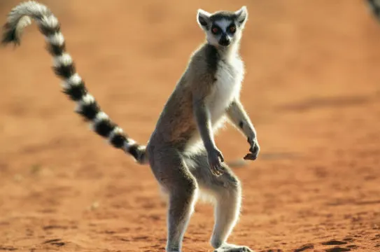 罕見獨特馬騮：狐猴