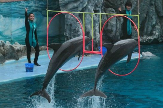 野生動物園海豚表演 dolphin show safariworld