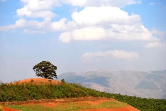 東川紅土地-千年古龍樹